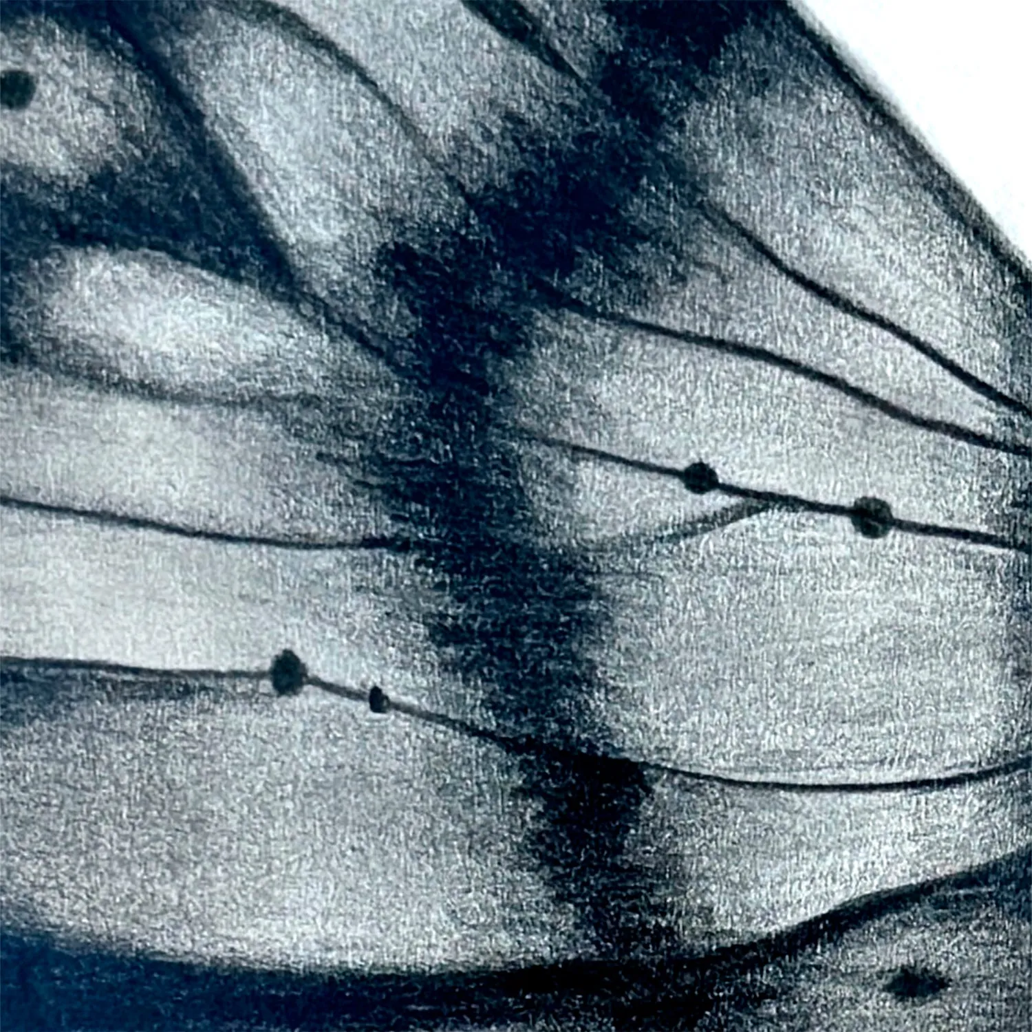 MYTHICAL BUTTERFLY - Original Graphite Pencil Art 21cm x 15cm Fine Art on Paper